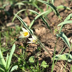 Нина Ромашкина